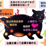 猫の肥満