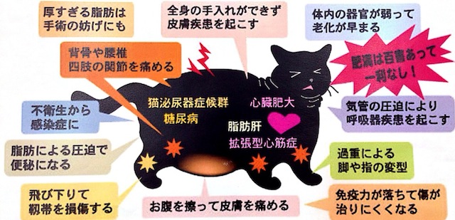 猫の肥満