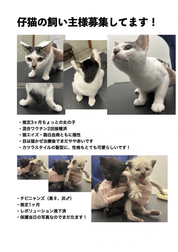 猫募集