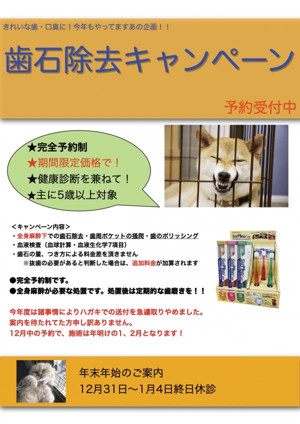 歯石キャンペン案内文